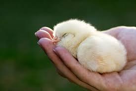 baby chick in a hand